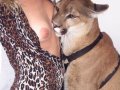 puma_03.jpg